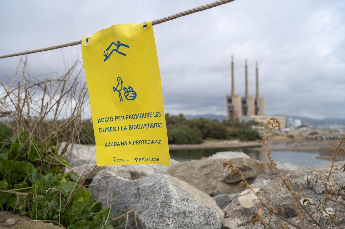 Une zone réservée à la protection de la nature à côté de l'embouchure de la rivière Besòs, à Sant Adrià.
