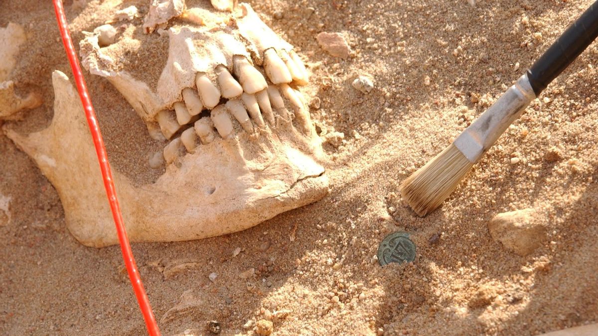 Cráneo de un soldado del ejército de Napoleón.