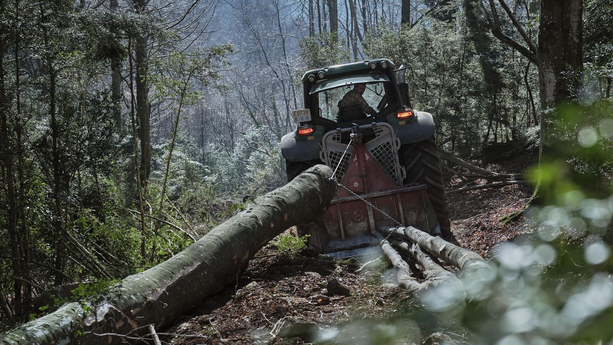 Trabajos de gestión forestal en los bosques de Vidrà, en el Bisaura (Osona).