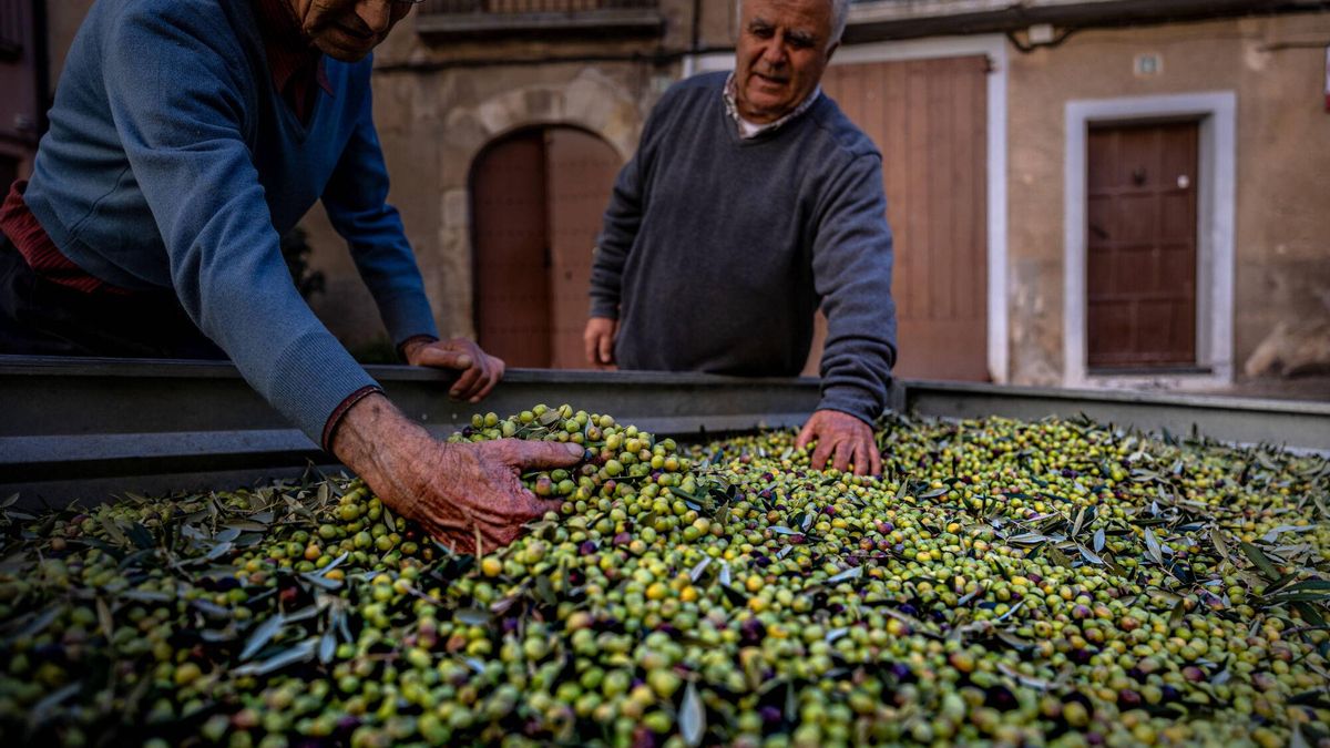 Aceitunas recién recogidas antes de ser entregadas al molino de la Cooperativa Agrícola de Cabacés, en Tarragona, en el invierno de 2023.