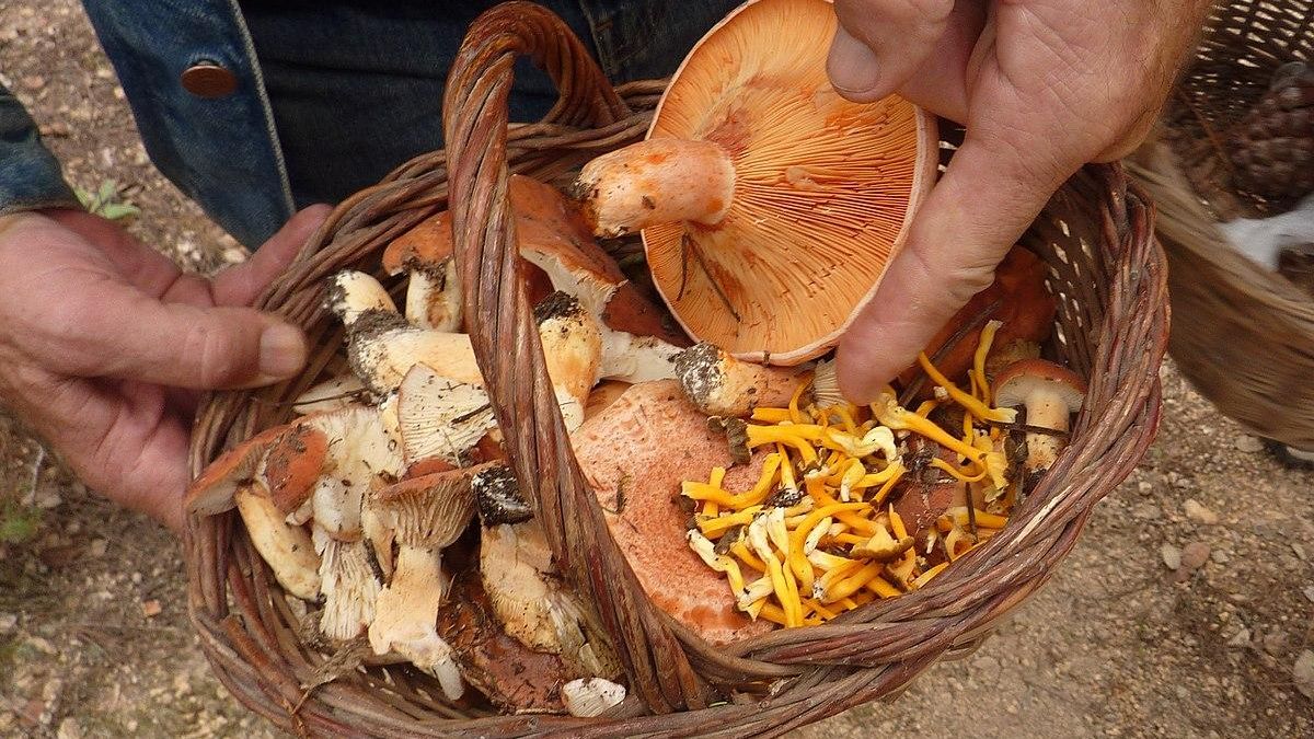 Una cesta con setas