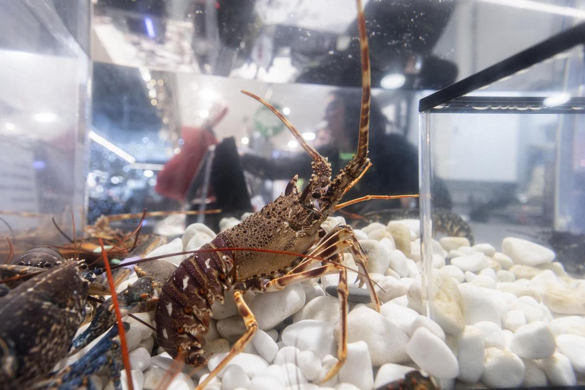 Image d'un vivier de homards vivants.
