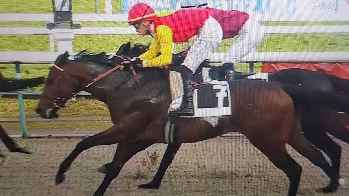 Le cheval Espronceda, né en Irlande et propriété de Juan Carlos Peinado, concourait avec le numéro 7 du Prix Calixte Bayrou, le 18 janvier à l'hippodrome de Pau (France).