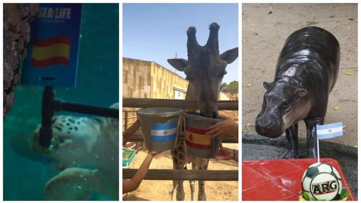 Los protagonistas del oráculo animal que triunfa en Instagram.