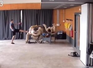 Ils vandalisent une figure festive des Diables de Sant Pere Nord dans leur siège de Terrassa