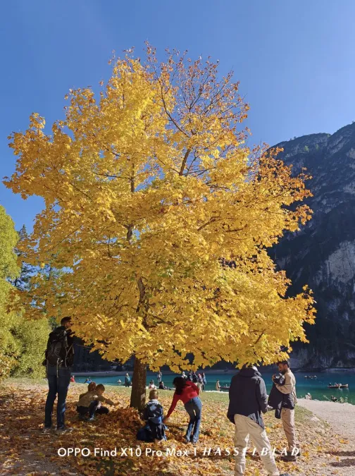 Arbre aux feuilles d'automne jaunes à côté d'un lac et de montagnes sous un ciel clair.