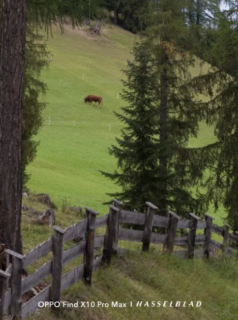Clôture en bois au premier plan avec un pré vert et une vache en arrière-plan dans un paysage de montagne.