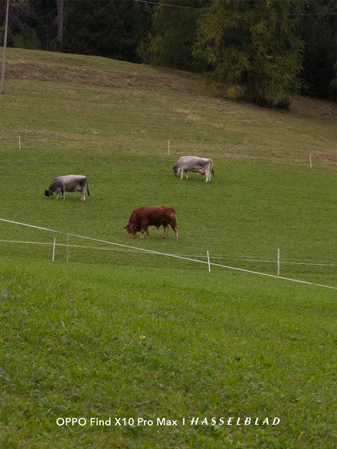 Trois vaches paissant dans une prairie verdoyante de montagne, capturées avec le zoom d'un smartphone.